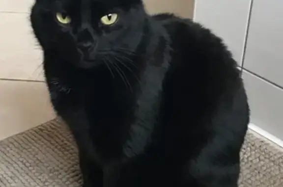 Кошки потеряшки, Смоленск, фото: Потеряшка кошка на улице Нахимова, д. 26