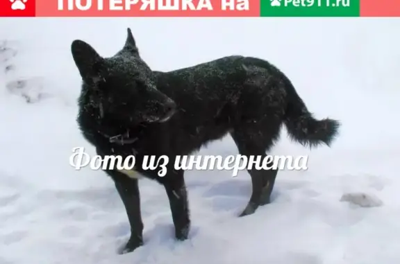Найдена собака в Приморском районе СПб, адрес Коломяги-Озерки