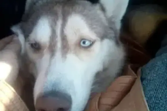 Найдена собака хаски в Волгограде