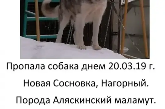 Пропала собака в Новой Сосновке, Казань