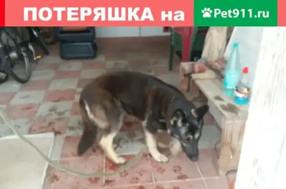 Найдена собака в Пушкинском районе СПб