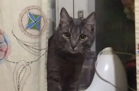 Кошки потеряшки, Киров, фото: Потеряшка кот Бусик из Головизнинцев 3, ищем!