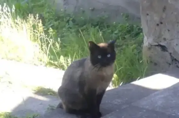 Пропала сиамская кошка на улице Яна Райниса