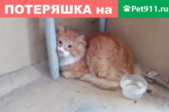 Найден рыжий кот на улице Яблочкова (Россия, Астрахань)