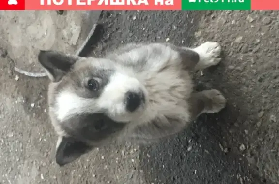 Пропала собака Лайка Сталин в Минеральных Водах
