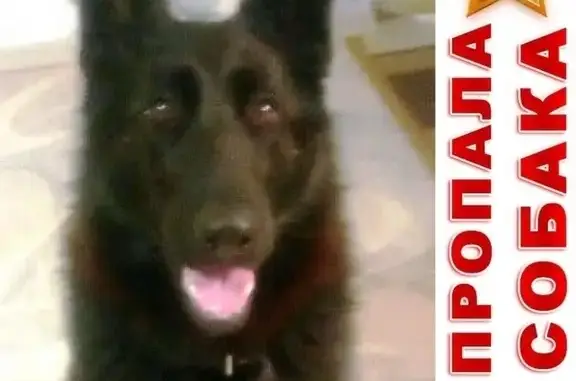 Пропала собака в деревне Пустово, Тутаевский р-он.