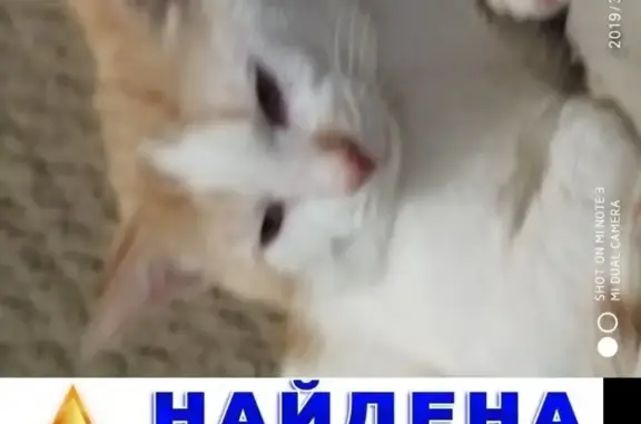 Новосибирск: найдена кошка, нужен хозяин!