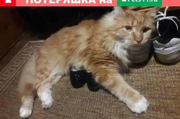 Потерянные животные Москва, фото: Пропал кот на улице Академика Комарова, Москва