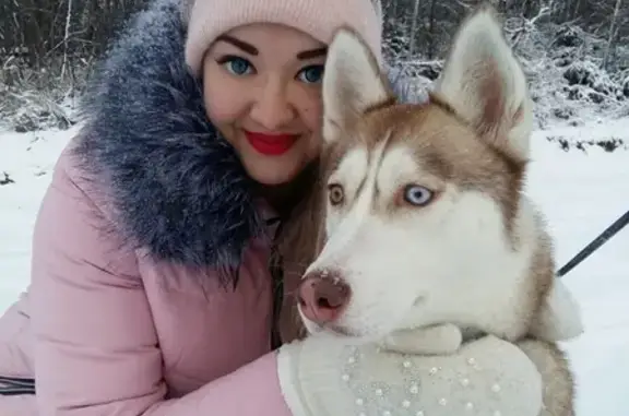 Собаки потеряшки, Тверь, фото: Потеряшка собака Хаски Тая в районе Магнита Южный, Тверь