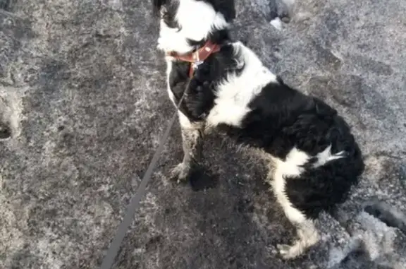 Пропала собака в Называевске, Омская область