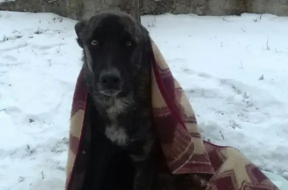 Потерян молодой пёс в Иркутске, нужна помощь!