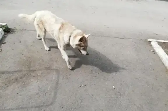 Найдена собака в Батайске, Ростовская область