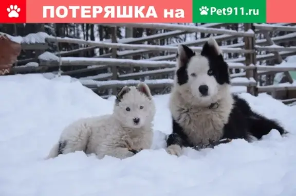 Пропала якутская лайка в Ижевске, нужна помощь!