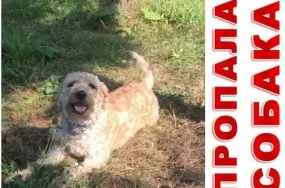 Собаки потеряшки, Москва, фото: Потеряшка собака на ул. Косинской, вешняки.