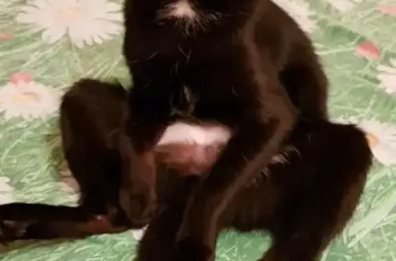 Кошки потеряшки, Кемерово, фото: Потеряшка кошка на Московском 25: помогите найти!