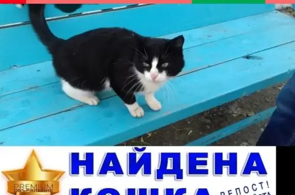 Найден одинокий котик в КГСХА