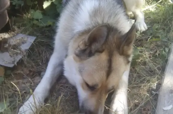 Пропала собака в Истре, деревня Сычевки.