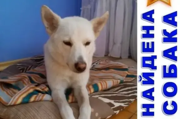 Собака белого окраса под крыльцом в Кургане.