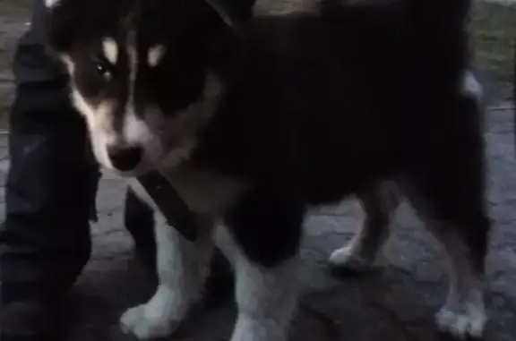 Найден щенок на улице Дзержинского, 78Б