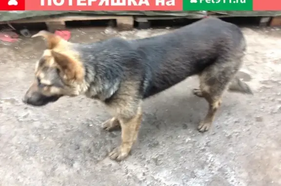 Собака метис найдена в Мытищах