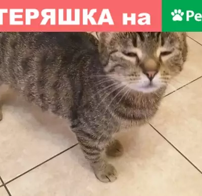 Найдена домашняя кошка на Заречной, Балашиха