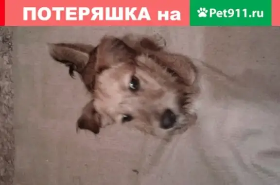 Найдена рыжая миниатюрная собака на заправке в Эммаусе