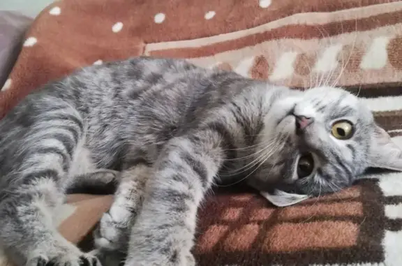 Кошки потеряшки, Смоленск, фото: Потеряшка кошка в Смоленске, сломан кончик хвоста.