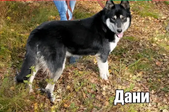 Пропала собака в Томске, помогите найти! #поиск@otlovtomsk