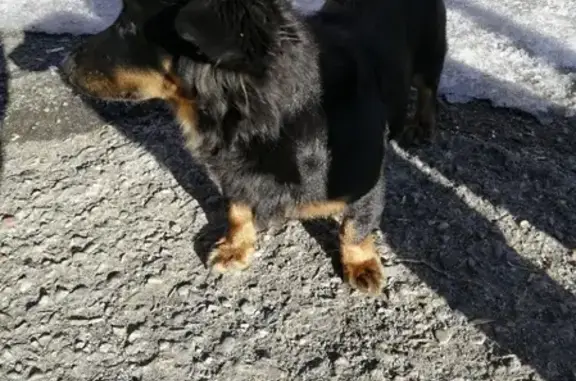 Потерянная собака в Новокузнецке