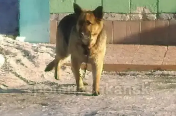 Пропала собака на улице Бородина, Новосибирск