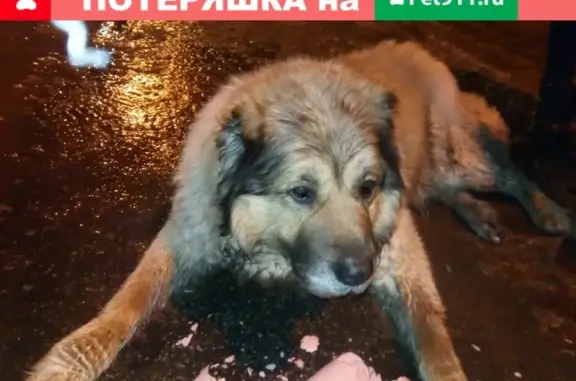 Собака в беде на улице Константина в Челябинске
