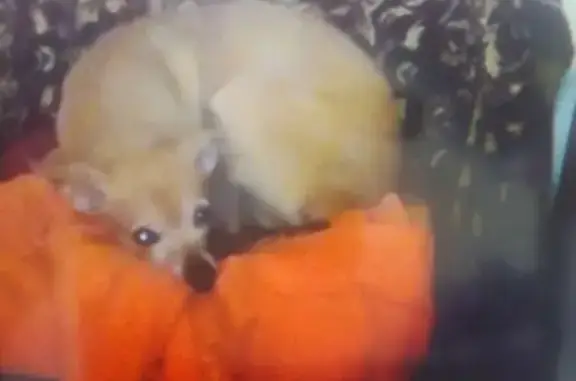 Объявления о пропавших и найденных животных, Липецк, фото: Пропала собака в Липецке, зовут Нора