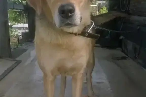Пропала собака породы гончая в Качканаре, помогите найти!