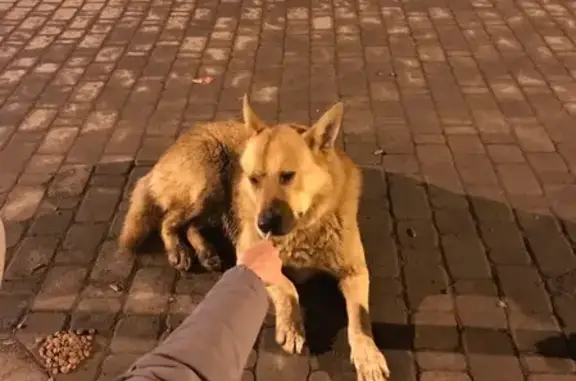 Пропала собака возле дома на пр. Победы, Казань
