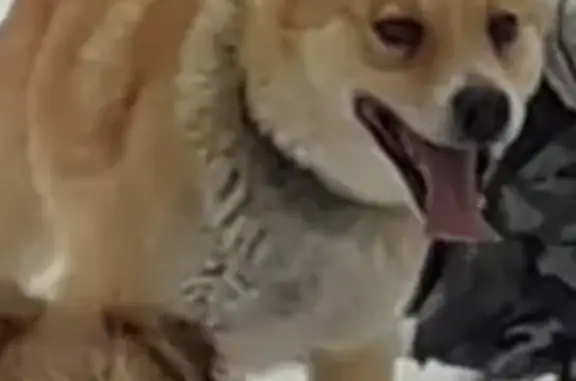 Собаки потеряшки, деревня Мишково, фото: Потеряшка собака в д. Мишково, Калужская область: метис Кузя, 6 лет.