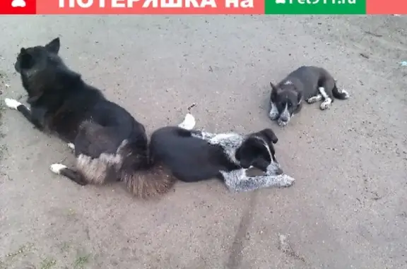Пропала собака в Юргамышском районе, Россия, Курган