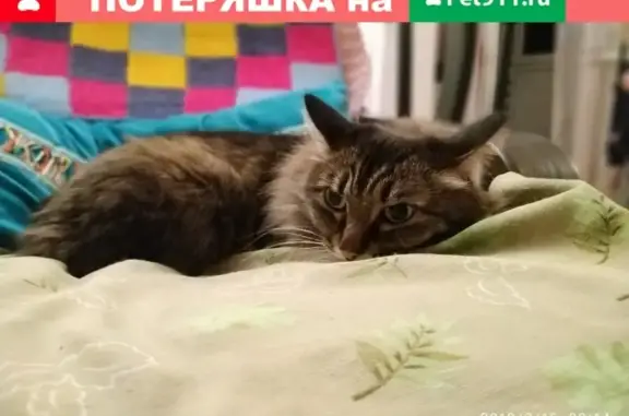 Пропал кот на Кутузова-Транспортной