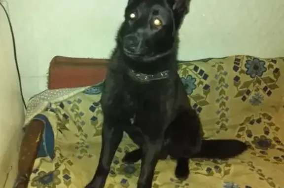 Пропала собака Дерек в Фрязино, Московская область