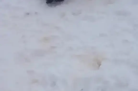 Собака с ошейником ищет хозяина в Ноябрьске, ЯНАО
