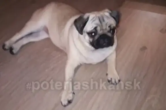 Пропала собака Муля в Новосибирске, Академгородок ВЗ
