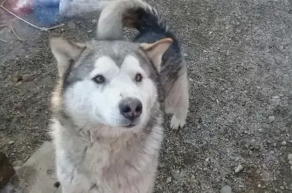 Найдена собака маламут в Иркутске