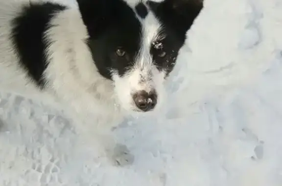 Пропала собака в Горно-Алтайске