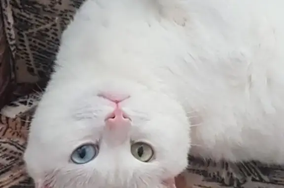 Кошки потеряшки, Владивосток, фото: Потеряшка кошка Кокос в районе проспекта красоты, Владивосток.