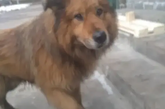 Найдена собака на улице Широкая в Москве