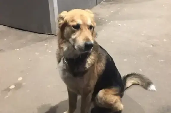 Найден пёс в Москве, ул. Дежнева  #lostpet #найдена_собака #Москва