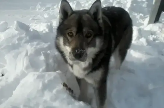 Пропала собака Норд, Тундровый посёлок, Камчатский край