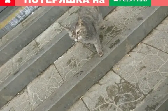 Найдена домашняя кошка в СНТ Металлург-1, Ижевск
