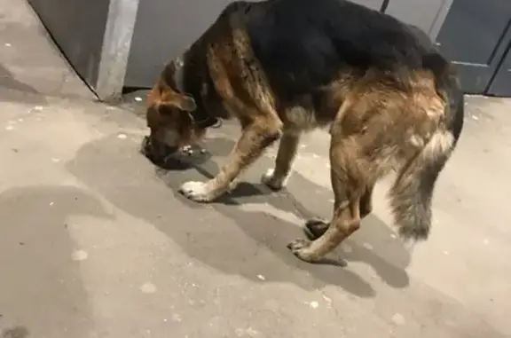 Найдена собака на Полярной улице, ищем хозяина или новый дом.