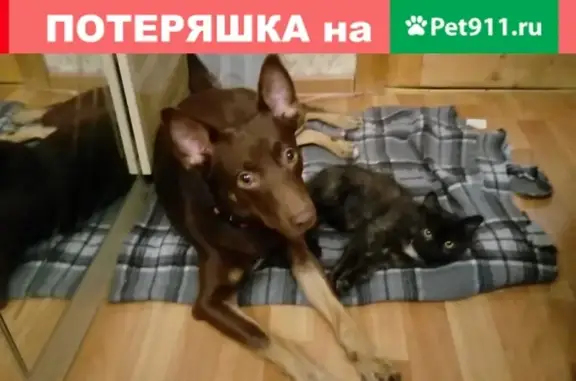 Пропала собака в Москве, адрес - Кировоградский проезд д.3к.2.