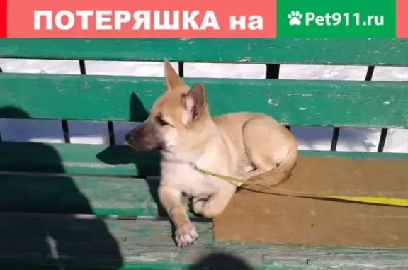 Найден щенок на ул. Волгоградская, 119